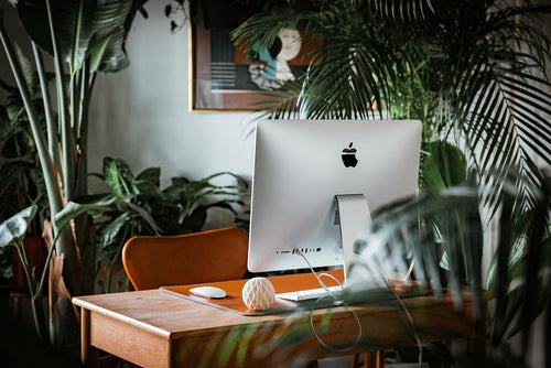 Boost Your Productivity with Plants on Your Ergonomic Desk